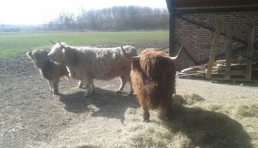 Boerderij Brabant Riethoven